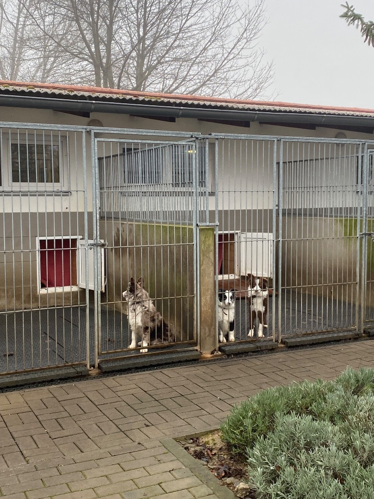 Dárečky pro útulek