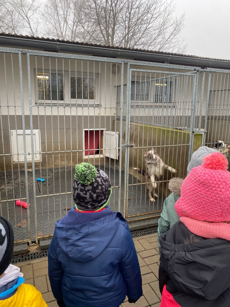 Dárečky pro útulek